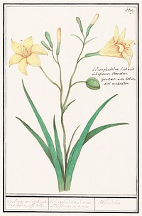Yellow lily, Lilium (1596&ndash;1610) by <a href="https://www.rawpixel.com/search/Anselmus%20Bo%C3%ABtius%20de%20Boodt?sort=curated&amp;page=1">Anselmus Bo&euml;tius de Boodt</a>. Original from the Rijksmuseum. Digitally enhanced by rawpixel.