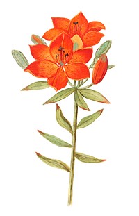 Vintage red lily flower illustration in vector
