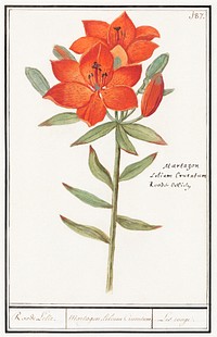 Red lily, Lilium (1596&ndash;1610) by <a href="https://www.rawpixel.com/search/Anselmus%20Bo%C3%ABtius%20de%20Boodt?sort=curated&amp;page=1">Anselmus Bo&euml;tius de Boodt</a>. Original from the Rijksmuseum. Digitally enhanced by rawpixel.