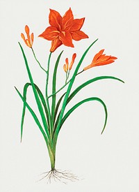 Vintage orange daylily flower illustration in vector