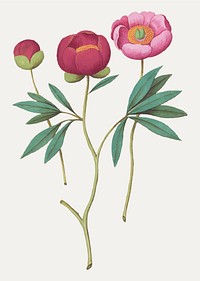Vintage peony flower illustration in vector