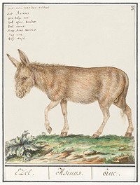 Donkey, Equus africanus asinus (1596&ndash;1610) by <a href="https://www.rawpixel.com/search/Anselmus%20Bo%C3%ABtius%20de%20Boodt?sort=curated&amp;page=1">Anselmus Bo&euml;tius de Boodt</a>. Original from the Rijksmuseum. Digitally enhanced by rawpixel.