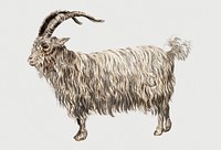 Vintage goat illustration