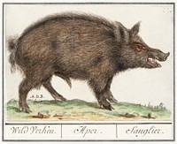 Wild boar, Sus scrofa (1596&ndash;1610) by <a href="https://www.rawpixel.com/search/Anselmus%20Bo%C3%ABtius%20de%20Boodt?sort=curated&amp;page=1">Anselmus Bo&euml;tius de Boodt</a>. Original from the Rijksmuseum. Digitally enhanced by rawpixel.