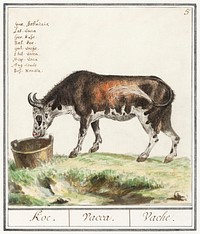 Cow, Bos taurus (1596&ndash;1610) by <a href="https://www.rawpixel.com/search/Anselmus%20Bo%C3%ABtius%20de%20Boodt?sort=curated&amp;page=1">Anselmus Bo&euml;tius de Boodt</a>. Original from the Rijksmuseum. Digitally enhanced by rawpixel.