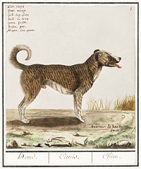 Dog, Canis lupus familiaris (1596–1610) by Anselmus Boëtius de Boodt. Original from the Rijksmuseum. Digitally enhanced by rawpixel.