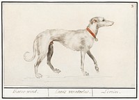 Greyhound, Canis lupus familiaris (1596&ndash;1610) by <a href="https://www.rawpixel.com/search/Anselmus%20Bo%C3%ABtius%20de%20Boodt?sort=curated&amp;page=1">Anselmus Bo&euml;tius de Boodt</a>. Original from the Rijksmuseum. Digitally enhanced by rawpixel.