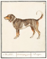 Beagle or Braque, Canis lupus familiaris (1596&ndash;1610) by <a href="https://www.rawpixel.com/search/Anselmus%20Bo%C3%ABtius%20de%20Boodt?sort=curated&amp;page=1">Anselmus Bo&euml;tius de Boodt</a>. Original from the Rijksmuseum. Digitally enhanced by rawpixel.