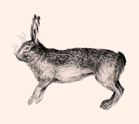 Vintage hare illustration in vector