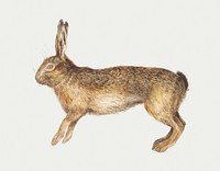 Vintage hare illustration