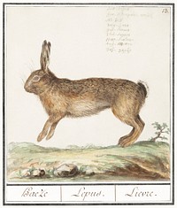 Hare, Lepus europaeus (1596&ndash;1610) by <a href="https://www.rawpixel.com/search/Anselmus%20Bo%C3%ABtius%20de%20Boodt?sort=curated&amp;page=1">Anselmus Bo&euml;tius de Boodt</a>. Original from the Rijksmuseum. Digitally enhanced by rawpixel.