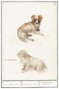 Two dogs, Canis lupus familiaris (1596&ndash;1610) by <a href="https://www.rawpixel.com/search/Anselmus%20Bo%C3%ABtius%20de%20Boodt?sort=curated&amp;page=1">Anselmus Bo&euml;tius de Boodt</a>. Original from the Rijksmuseum. Digitally enhanced by rawpixel.