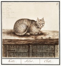 Cat, felis catus (1596&ndash;1610) by <a href="https://www.rawpixel.com/search/Anselmus%20Bo%C3%ABtius%20de%20Boodt?sort=curated&amp;page=1">Anselmus Bo&euml;tius de Boodt</a>. Original from the Rijksmuseum. Digitally enhanced by rawpixel.