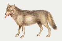 Vintage wolf illustration in vector