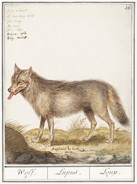 Wolf, Canis lupus (1596&ndash;1610) by <a href="https://www.rawpixel.com/search/Anselmus%20Bo%C3%ABtius%20de%20Boodt?sort=curated&amp;page=1">Anselmus Bo&euml;tius de Boodt</a>. Original from the Rijksmuseum. Digitally enhanced by rawpixel.