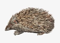 Vintage hedgehog illustration vector