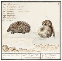 Hedgehog, Erinaceus europaeus and a Hazel dormouse, Muscardinus avellanarius (1596&ndash;1610) by <a href="https://www.rawpixel.com/search/Anselmus%20Bo%C3%ABtius%20de%20Boodt?sort=curated&amp;page=1">Anselmus Bo&euml;tius de Boodt</a>. Original from the Rijksmuseum. Digitally enhanced by rawpixel.