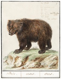 European brown bear, Ursus arctos arctos (1596&ndash;1610) by <a href="https://www.rawpixel.com/search/Anselmus%20Bo%C3%ABtius%20de%20Boodt?sort=curated&amp;page=1">Anselmus Bo&euml;tius de Boodt</a>. Original from the Rijksmuseum. Digitally enhanced by rawpixel.
