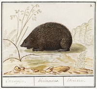 Hedgehog, Erinaceus europaeus (1596&ndash;1610) by <a href="https://www.rawpixel.com/search/Anselmus%20Bo%C3%ABtius%20de%20Boodt?sort=curated&amp;page=1">Anselmus Bo&euml;tius de Boodt</a>. Original from the Rijksmuseum. Digitally enhanced by rawpixel.