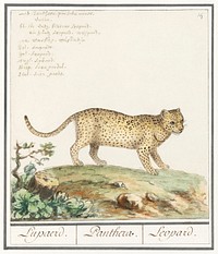 Leopard, Panthera pardus (1596&ndash;1610) by <a href="https://www.rawpixel.com/search/Anselmus%20Bo%C3%ABtius%20de%20Boodt?sort=curated&amp;page=1">Anselmus Bo&euml;tius de Boodt</a> Original from the Rijksmuseum. Digitally enhanced by rawpixel.