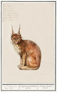 Lynx, Lynx lynx (1596–1610) by Anselmus Boëtius de Boodt. Original from the Rijksmuseum. Digitally enhanced by rawpixel.