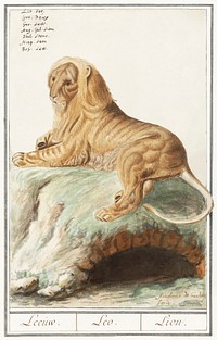 Lion, Panthera leo (1596&ndash;1610) by <a href="https://www.rawpixel.com/search/Anselmus%20Bo%C3%ABtius%20de%20Boodt?sort=curated&amp;page=1">Anselmus Bo&euml;tius de Boodt</a>. Original from the Rijksmuseum. Digitally enhanced by rawpixel.