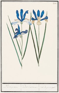Blue iris, Iris sibirica (1596&ndash;1610) by <a href="https://www.rawpixel.com/search/Anselmus%20Bo%C3%ABtius%20de%20Boodt?sort=curated&amp;page=1">Anselmus Bo&euml;tius de Boodt</a>. Original from the Rijksmuseum. Digitally enhanced by rawpixel.