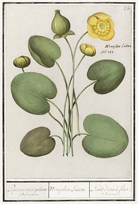 Yellow floppy, Nuphar lutea (1596&ndash;1610) by <a href="https://www.rawpixel.com/search/Anselmus%20Bo%C3%ABtius%20de%20Boodt?sort=curated&amp;page=1">Anselmus Bo&euml;tius de Boodt</a>. Original from the Rijksmuseum. Digitally enhanced by rawpixel.