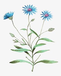 Vintage blue strawflower illustration in vector