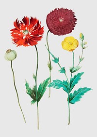 Vintage poppy flower illustration in vector