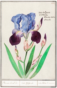 Purple iris (1596&ndash;1610) by <a href="https://www.rawpixel.com/search/Anselmus%20Bo%C3%ABtius%20de%20Boodt?sort=curated&amp;page=1">Anselmus Bo&euml;tius de Boodt</a>. Original from the Rijksmuseum. Digitally enhanced by rawpixel.