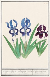 Purple iris, Iris germanica (1596&ndash;1610) by <a href="https://www.rawpixel.com/search/Anselmus%20Bo%C3%ABtius%20de%20Boodt?sort=curated&amp;page=1">Anselmus Bo&euml;tius de Boodt</a>. Original from the Rijksmuseum. Digitally enhanced by rawpixel.