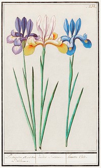 Iris, Iris sibirica (1596&ndash;1610) by <a href="https://www.rawpixel.com/search/Anselmus%20Bo%C3%ABtius%20de%20Boodt?sort=curated&amp;page=1">Anselmus Bo&euml;tius de Boodt</a>. Original from the Rijksmuseum. Digitally enhanced by rawpixel.