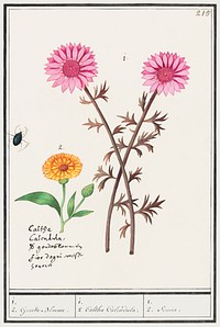 Pink flower, unknown and marigold, Calendula officinalis (1596&ndash;1610) by <a href="https://www.rawpixel.com/search/Anselmus%20Bo%C3%ABtius%20de%20Boodt?sort=curated&amp;page=1">Anselmus Bo&euml;tius de Boodt</a>. Original from the Rijksmuseum. Digitally enhanced by rawpixel.