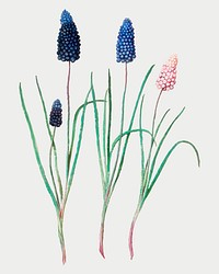 Vintage grape hyacinth flower illustration in vector