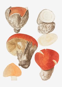 Vintage mushroom variety illustration vector