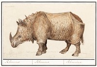 Indian rhinoceros, Rhinoceros unicornis (1596&ndash;1610) by Anselmus Bo&euml;tius de Boodt. Original from the Rijksmuseum. Digitally enhanced by rawpixel.