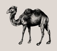 Vintage camel illustration in vector