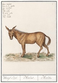 Mule, Equus mulus (1596&ndash;1610) by <a href="https://www.rawpixel.com/search/Anselmus%20Bo%C3%ABtius%20de%20Boodt?sort=curated&amp;page=1">Anselmus Bo&euml;tius de Boodt</a>. Original from the Rijksmuseum. Digitally enhanced by rawpixel.