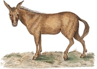 Vintage mule illustration in vector
