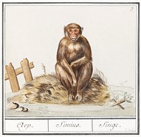 Monkey, Primates (1596&ndash;1610) by Anselmus Bo&euml;tius de Boodt. Original from the Rijksmuseum. Digitally enhanced by rawpixel.
