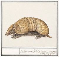 Bullet armadillo, Tolypeutes matacus (1596&ndash;1610) by <a href="https://www.rawpixel.com/search/Anselmus%20Bo%C3%ABtius%20de%20Boodt?sort=curated&amp;page=1">Anselmus Bo&euml;tius de Boodt</a>. Original from the Rijksmuseum. Digitally enhanced by rawpixel.