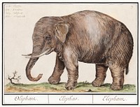 Asian elephant, Elephas maximus (1596&ndash;1610) by <a href="https://www.rawpixel.com/search/Anselmus%20Bo%C3%ABtius%20de%20Boodt?sort=curated&amp;page=1">Anselmus Bo&euml;tius de Boodt</a>. Original from the Rijksmuseum. Digitally enhanced by rawpixel.