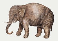 Vintage Asian elephant illustration in vector