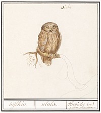 Eurasian Pygmy Owl (1596&ndash;1610) by <a href="https://www.rawpixel.com/search/Anselmus%20Bo%C3%ABtius%20de%20Boodt?sort=curated&amp;page=1">Anselmus Bo&euml;tius de Boodt</a>. Original from the Rijksmuseum. Digitally enhanced by rawpixel.
