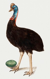 Vintage cassowary bird illustration