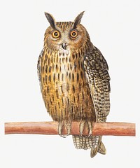Vintage long eared owl illustration