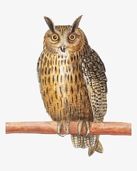 Vintage long eared owl illustration in vector