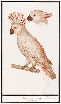 Salmon-crested cockatoo (1596&ndash;1610) by <a href="https://www.rawpixel.com/search/Anselmus%20Bo%C3%ABtius%20de%20Boodt?sort=curated&amp;page=1">Anselmus Bo&euml;tius de Boodt</a>. Original from the Rijksmuseum. Digitally enhanced by rawpixel.