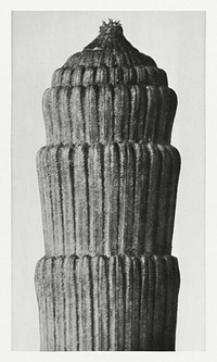 Equisetum hyemale (Rough Horsetail) enlarged 25 times from Urformen der Kunst (1928) by <a href="https://www.rawpixel.com/search/Karl%20Blossfeldt?sort=new&amp;type=all&amp;page=1">Karl Blossfeldt</a>. Original from The Rijksmuseum. Digitally enhanced by rawpixel.